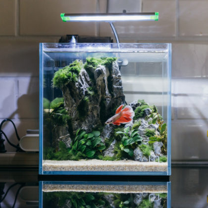UNS Rimless Cube Glass Aquarium Tank 20C Planted