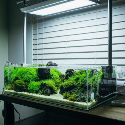 UNS Rimless Shallow Glass Aquarium Tank 5S Planted