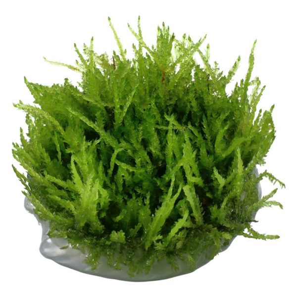 tropica-vesicularia-ferriei-weeping-moss-1-2-grow